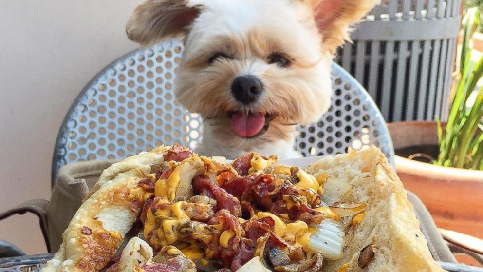 Rescue Foodie Dog Goes Viral + Dog Friendly Restaurants of LA