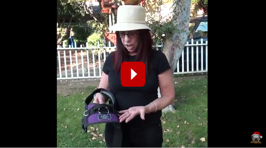 Pug Life Harness Review -  Video Testimonial