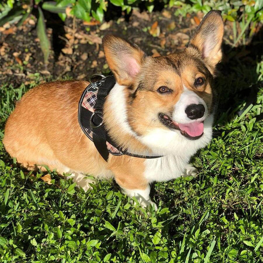 Cute Plaid Dog Harnesses For The Stylish Pup
