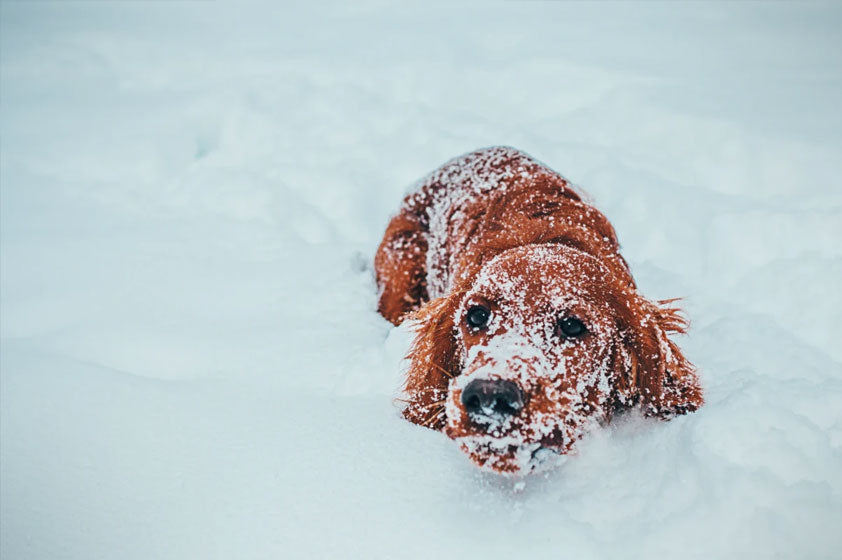 Winter Safety Tips For Your Dog