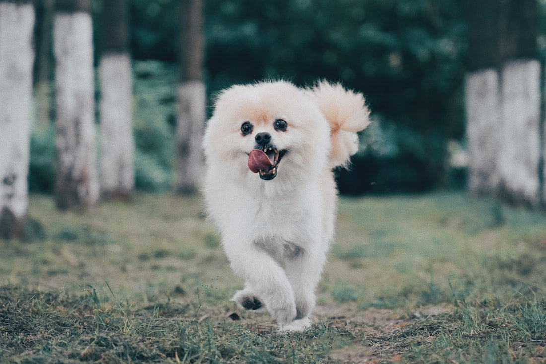 REVIEW: Best Dog Harness For Pomeranians