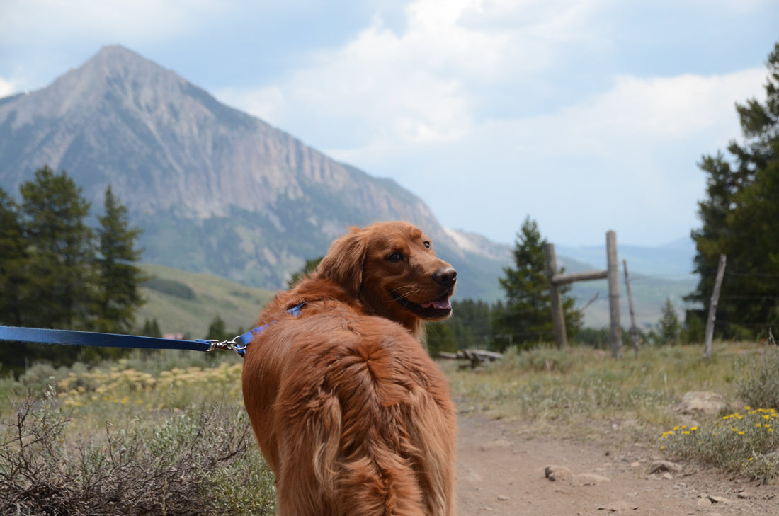 golden retriever in front of a mountain
