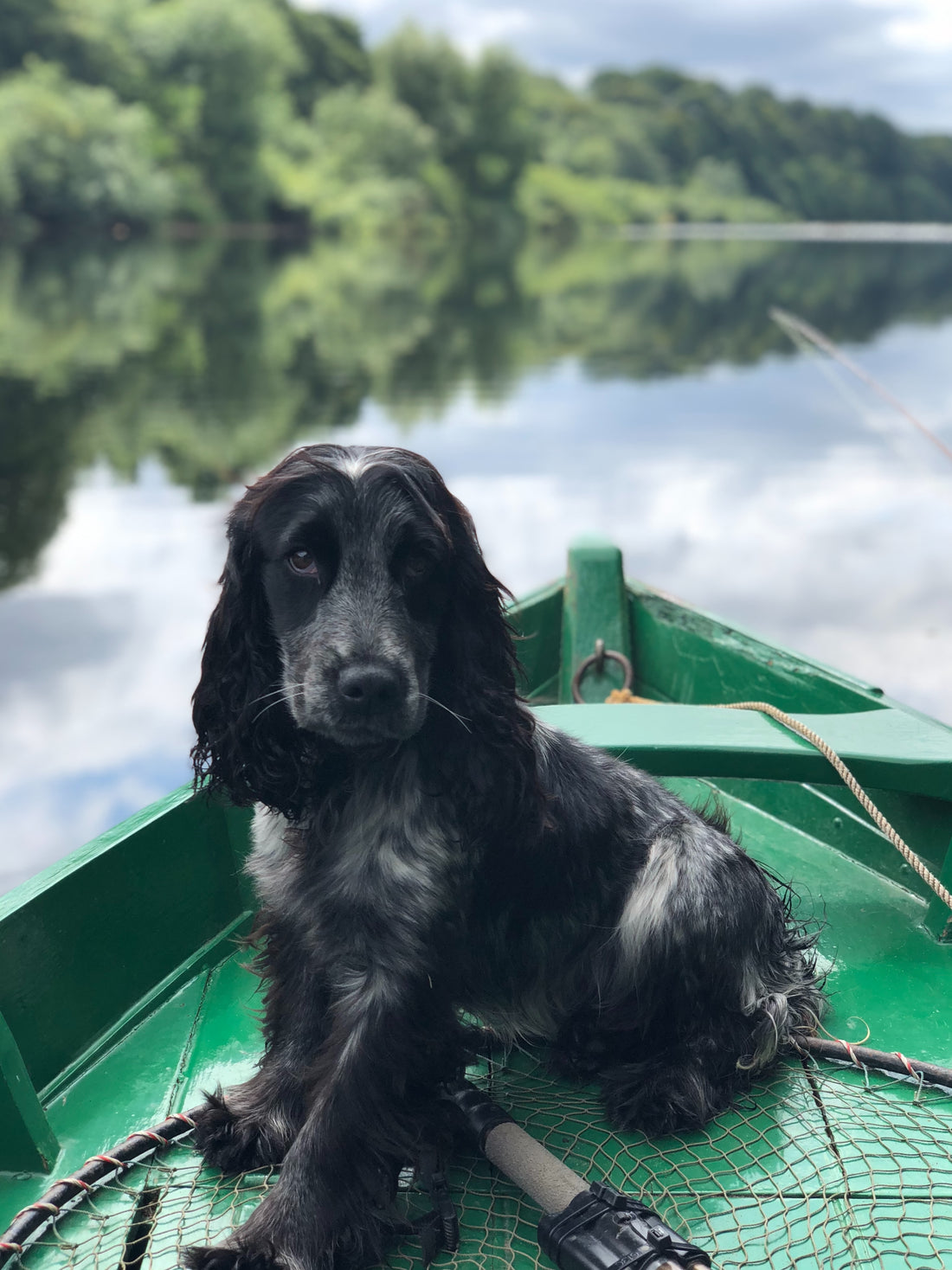 A black and white cocker spaniel puppy sitting in a green kayak on a river