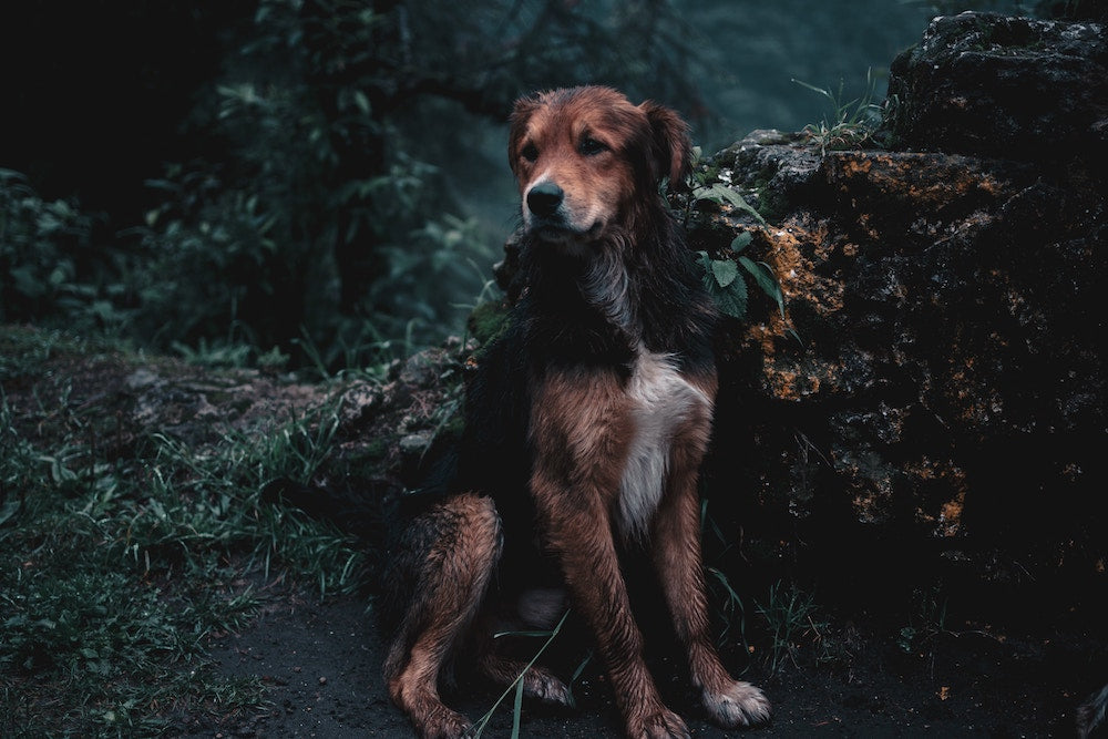 How to help animals impacted by the California Fires