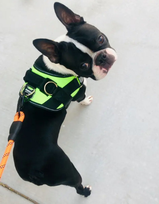 Best Dog Harness For Boston Terriers | Joyride Harness Reviews