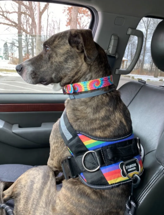 Best Walking Harness For High-Energy Dogs | Joyride Harness Customer Reviews