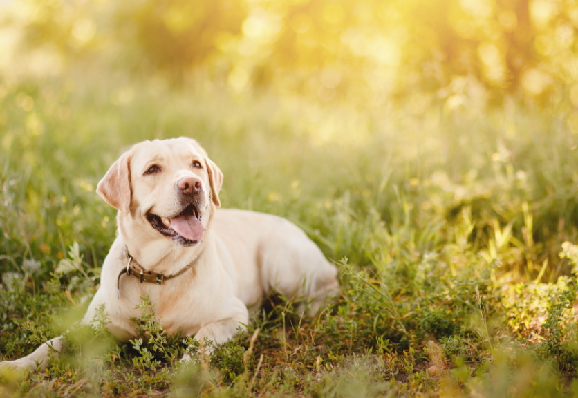 Best Dog Harness For Labradors | Joyride Harness Customer Reviews