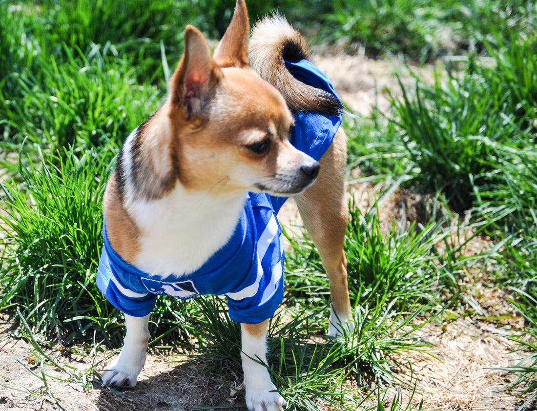 REVIEW: Best Harness For Chihuahuas