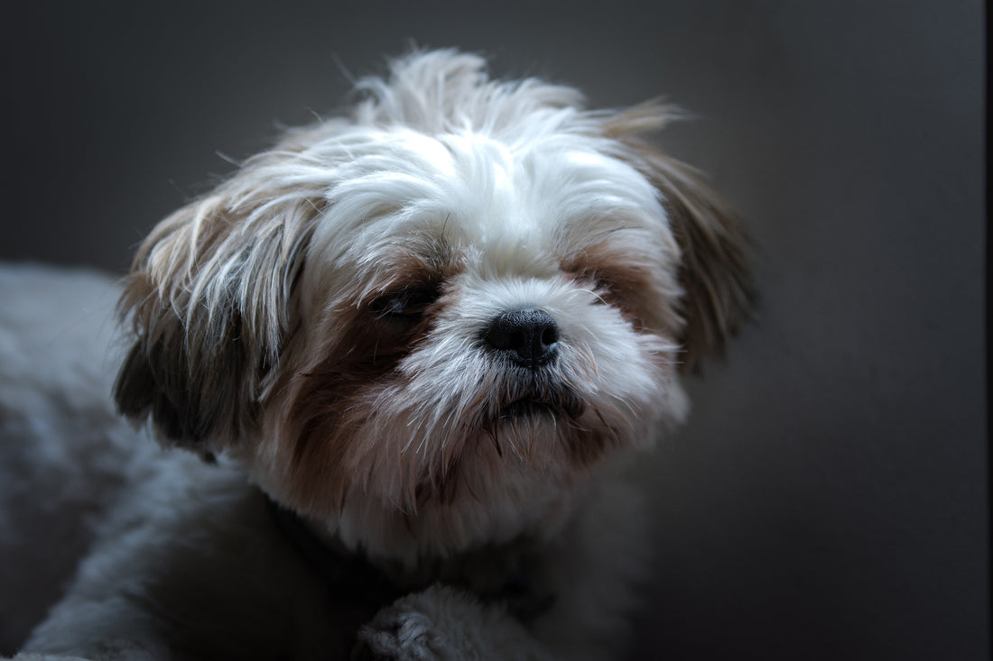 REVIEW: Best Harness for Shih Tzus