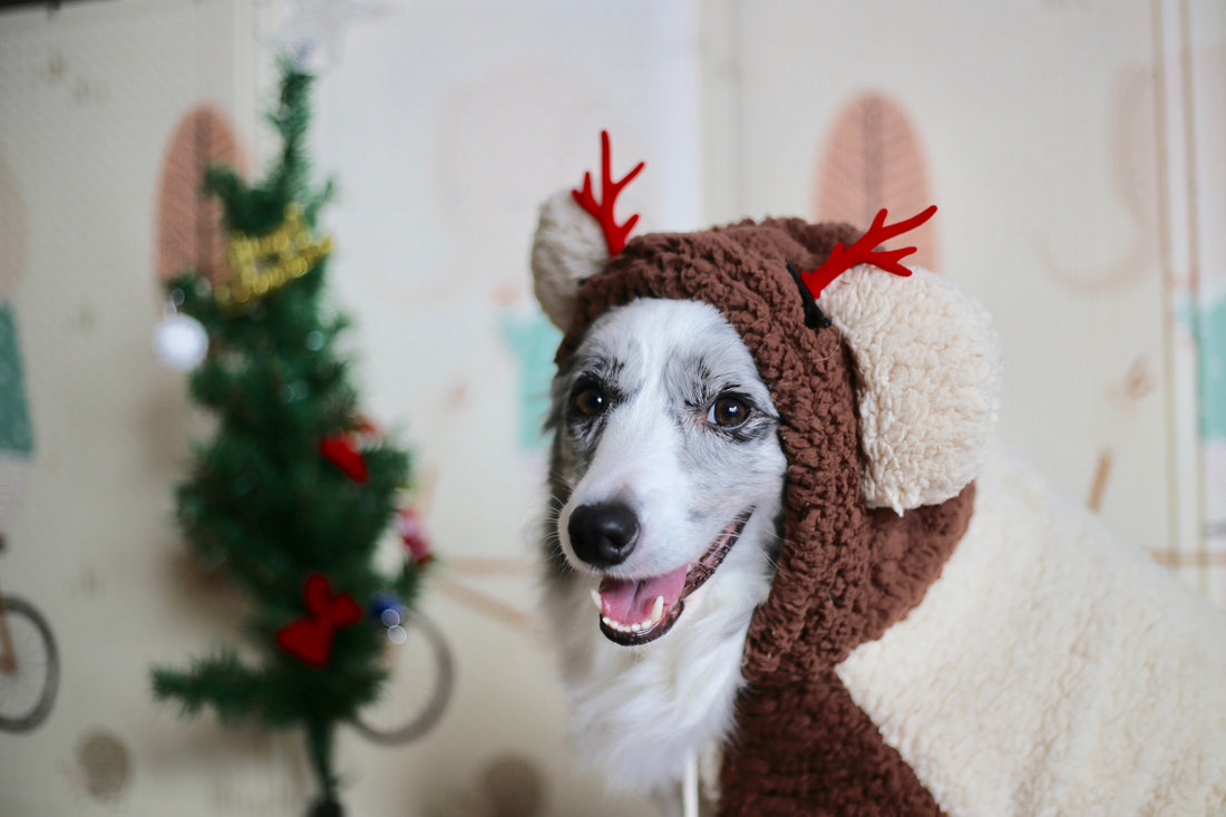 12 Christmas Gift Ideas For Dogs & Dog Lovers