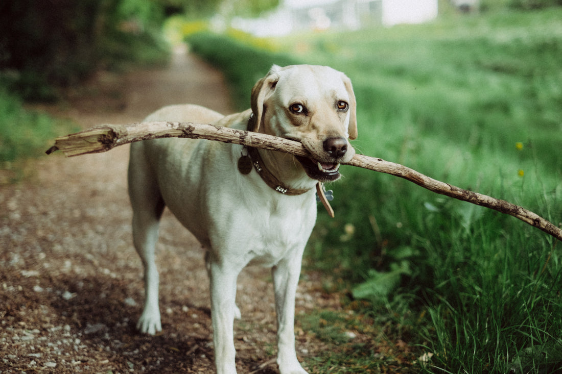 Rover vs. Wag: Which Dog Walking Service Should You Choose?