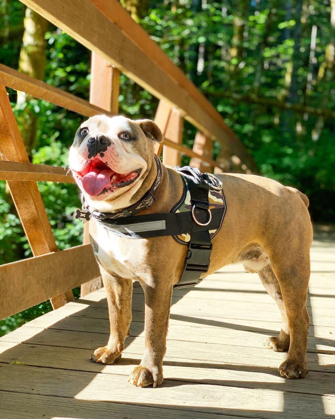 An Olde English Bulldog standing on a wooden bridge wearing a camo Joyride harness