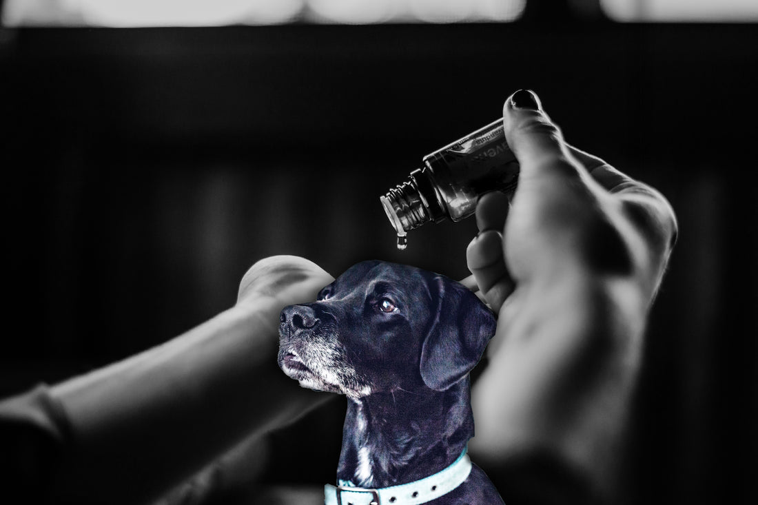 Essential Oils: Benefits Humans, Dangerous For Dogs