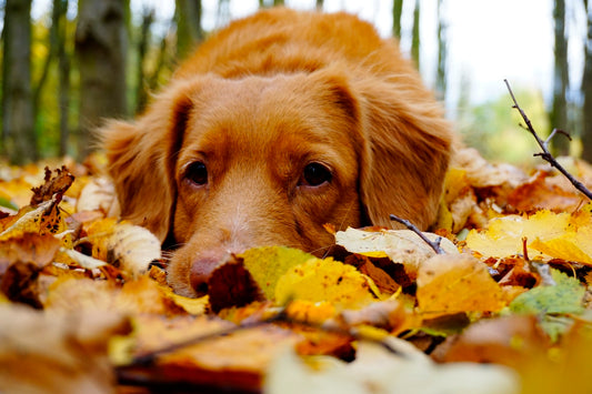 Fall into Autumn with these Top 5 Dog Harness Styles