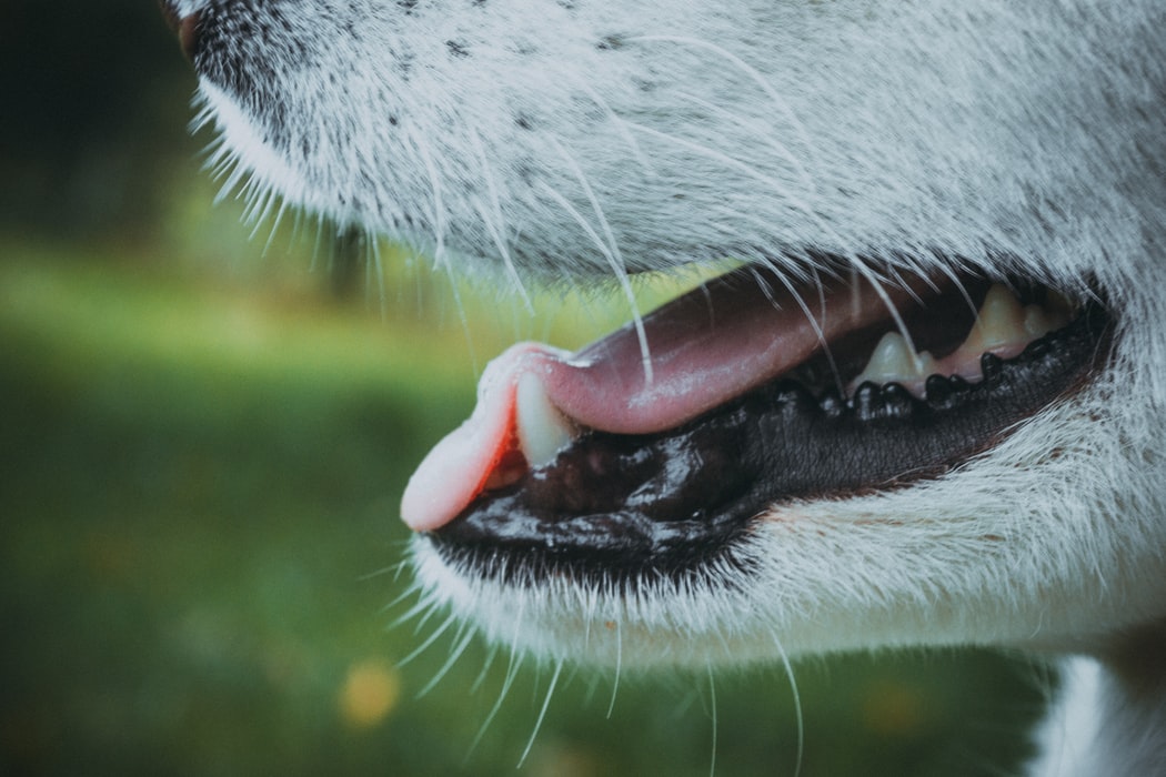 Spot It Early! The Perils of Dog Dental Disease