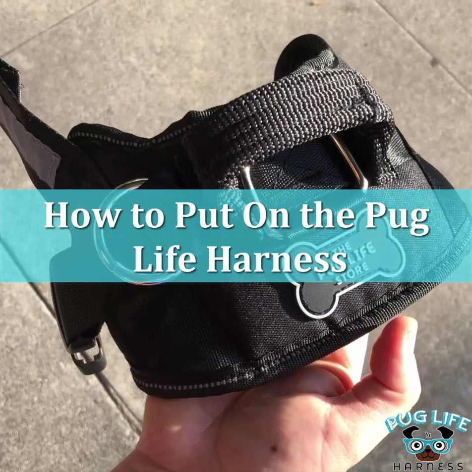 How to Put on the Pug Life Harness