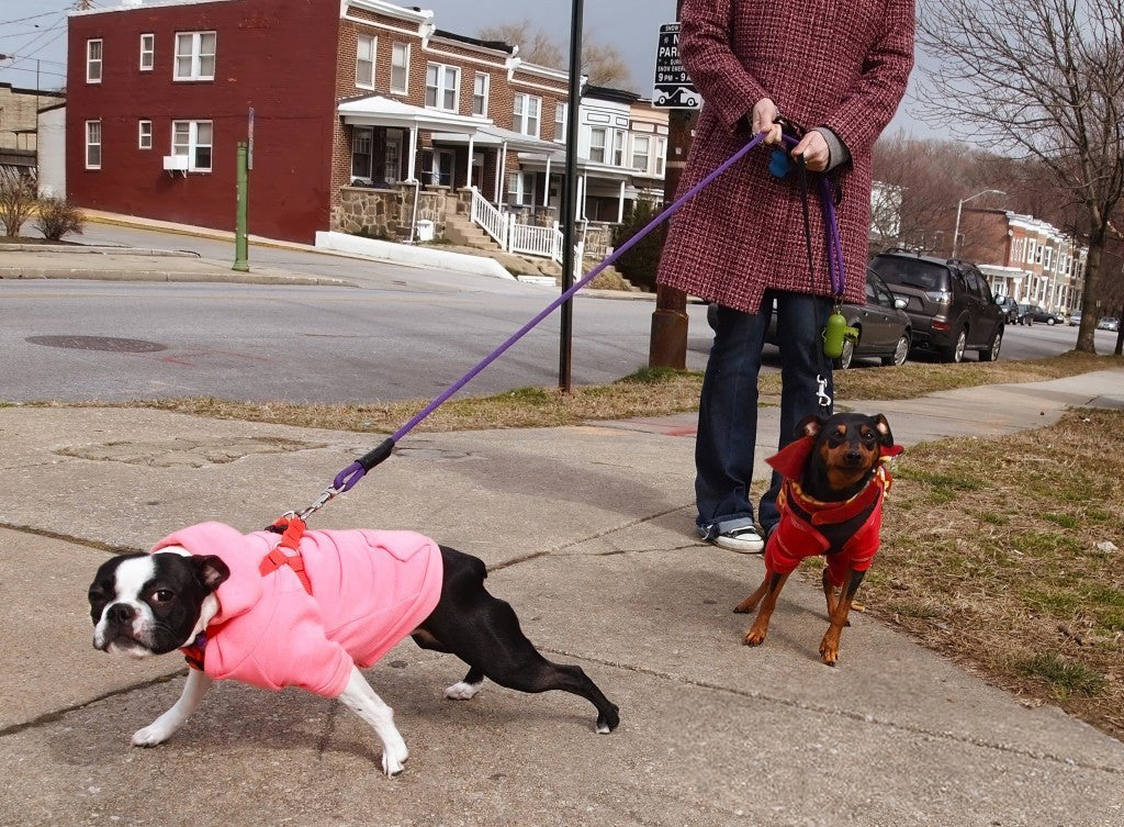 A woman walking a Boston Terrier in a pink hoodie and a black and brown dog in red coat