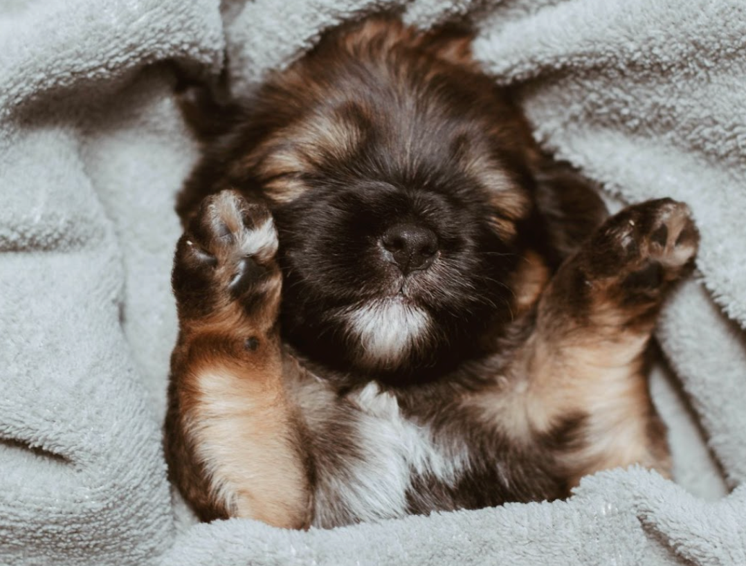How To Help Puppies Sleep Through The Night