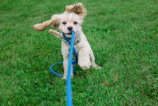 When Can I Take My Puppy For a Walk Joyride Harness