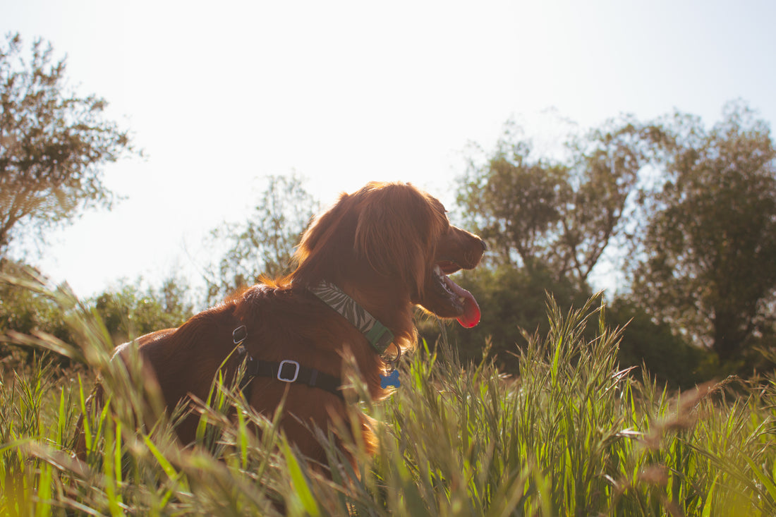 Man With 4 Acres of Land Adopts 45 Dogs To Live Freely