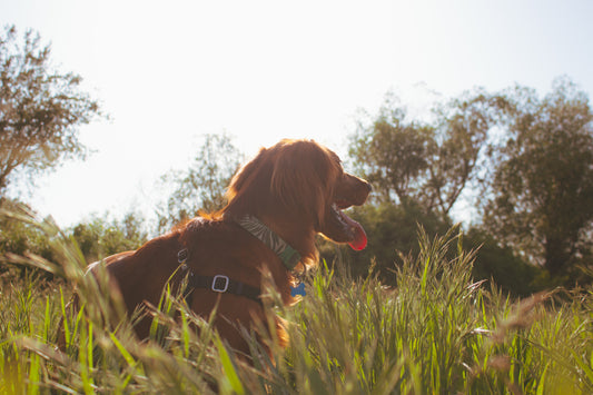 Man With 4 Acres of Land Adopts 45 Dogs To Live Freely