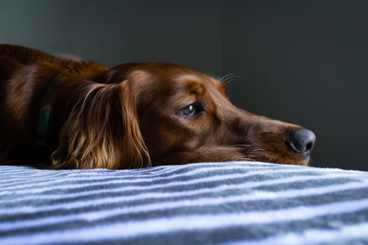 How to Handle Your Dog's Separation Anxiety