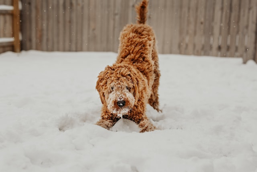 Safety Tips for Walking Your Dog in Winter