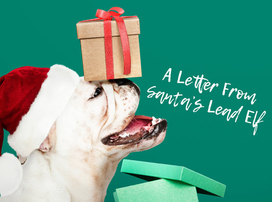 All I Want For Christmas is a Doggo: A Letter from Santa's Lead Elf