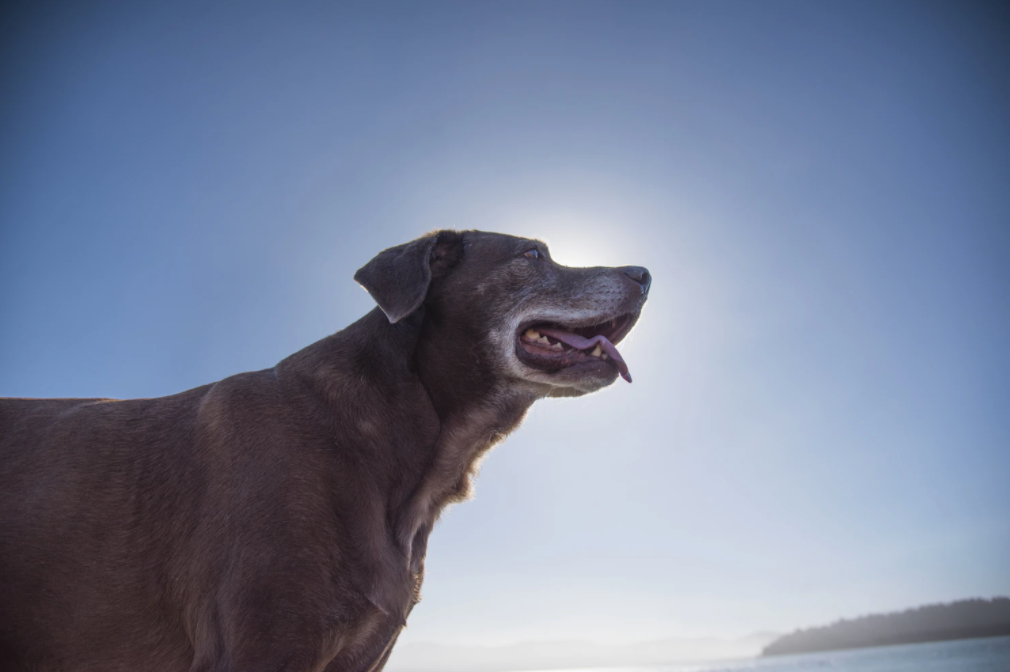 5 Tips For Caring for a Newly Adopted Senior Dog