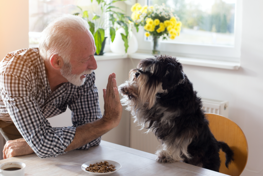 Why Senior Dogs Need More Protein | What dog owners should know
