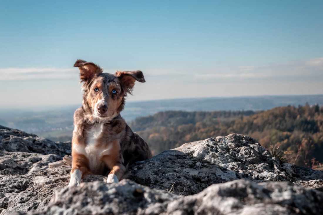 Best Dog Harness For Australian Shepherds | Joyride Harness Reviews