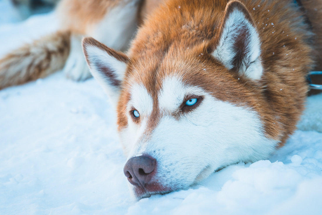 REVIEW: Best Harness For Huskies