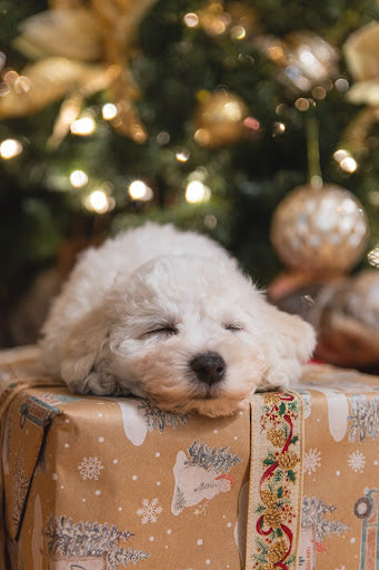 The Best Christmas Presents for Dogs