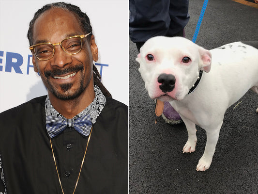Snoop Dogg Wants To Adopt Dog Named Snoop Dogg