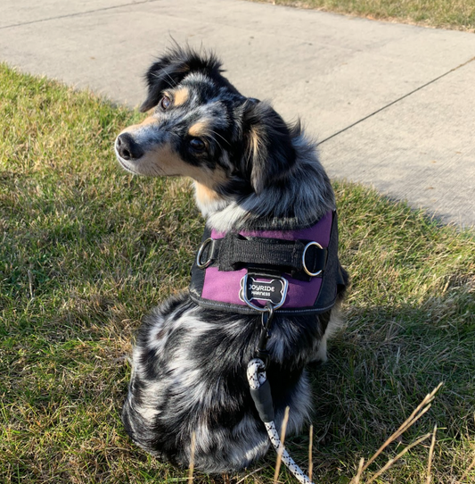 Harness Files | Interview with Tara & Aubrie