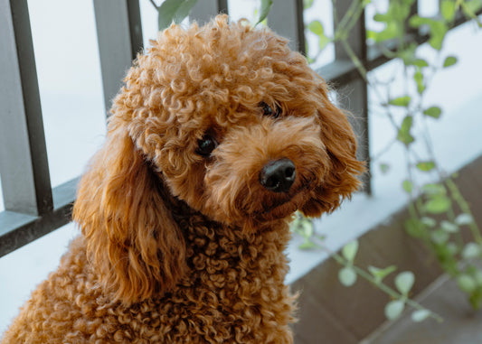 A small apricot poodle inside by greenery