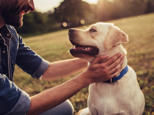 A man bent down in a field to pet his yellow labrador 