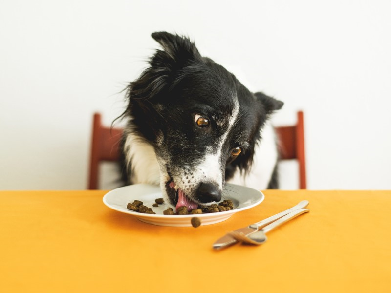 A black and white border collie sitting at a table eating kibble off a white plate