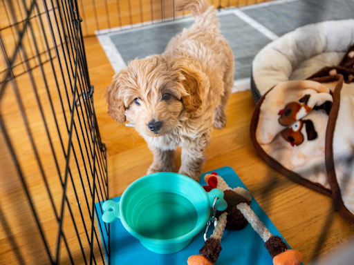 A doodle puppy in a puppy pen while being potty trained