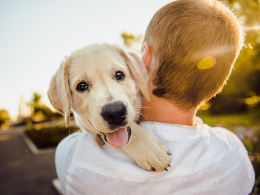A young man in a white shirt holds a lab puppy in his arms. 