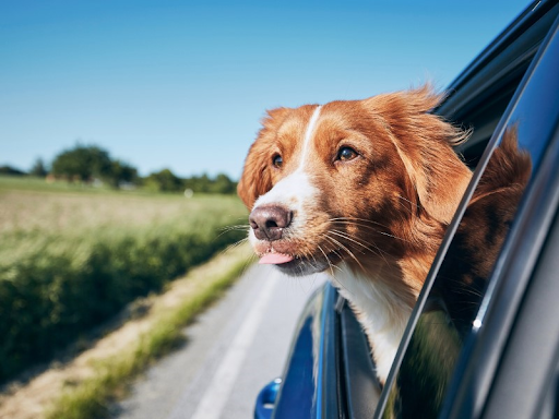 A Nova Scotia Duck Tolling Retriever enjoying a car ride with its head out the window 