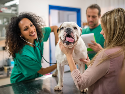A female vet in green scrubs listens to a bulldog’s heartbeat