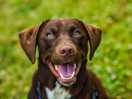 A happy and healthy brown mixed breed dog smiles at the camera
