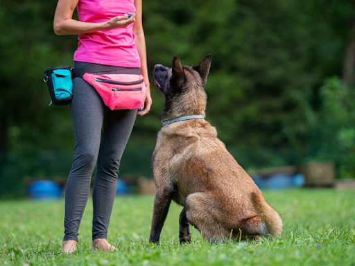 A woman wearing a pink shirt and fanny pack training her Shepherd outside