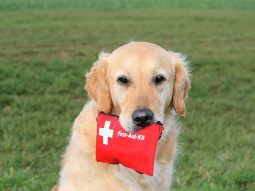 A Golden Retriever sitting outside with a first-aid kit in its mouth