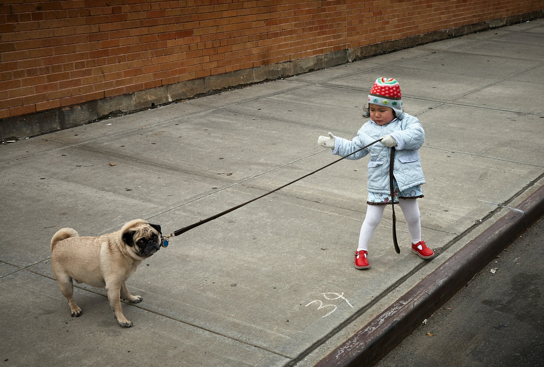 Harness vs. Collar: The Shocking Truth Revealed!