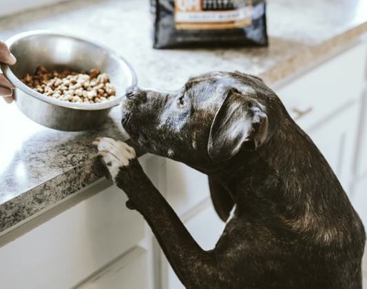 Should I feed my dog dry food or wet food?
