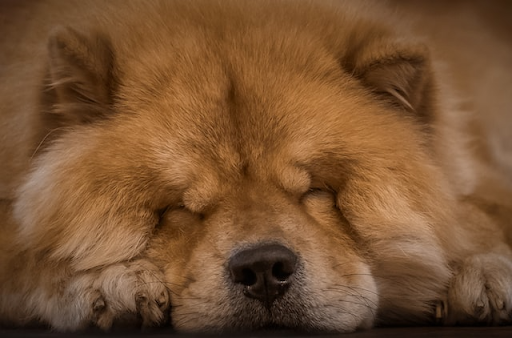 Closeup of a fluffy Chow Chow dog sleeping on the floor 