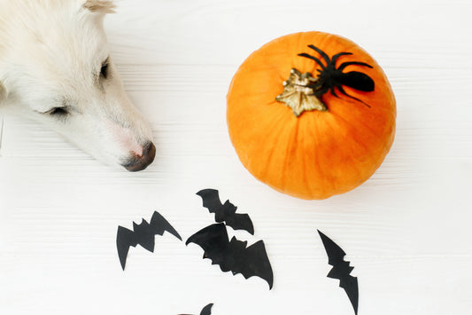 How to Keep Your Dog Stress-Free On Halloween Weekend