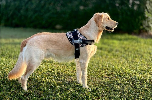 Benefits Of A No-Pull Harness For My Dog (A Must Read)